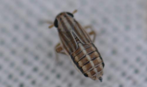 Réf. 343 542 : Eurybregma nigrolineata